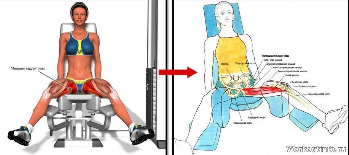 Разгибание ног сидя в тренажере на квадрицепс: техника выполнения | твой фитнес