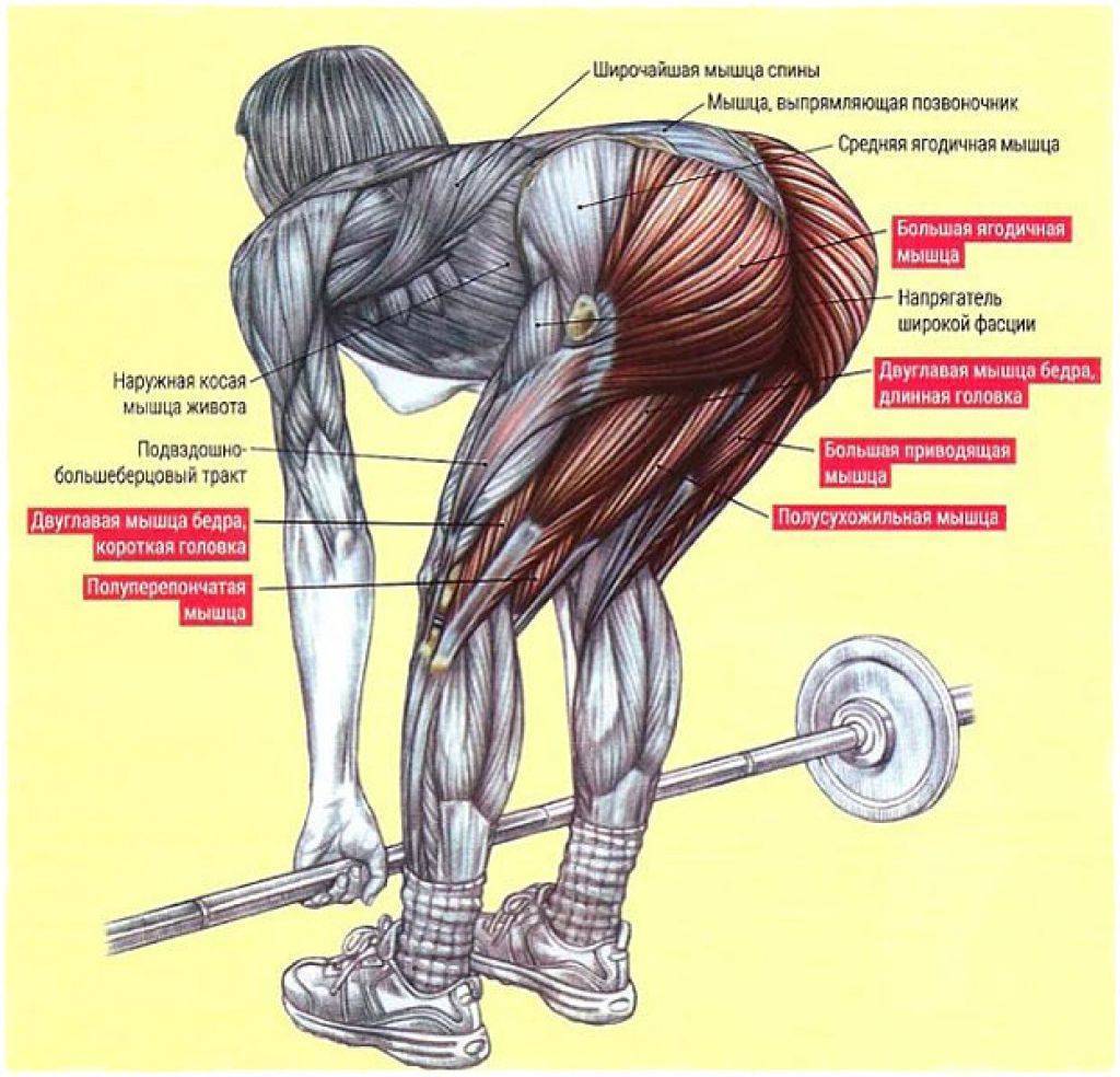 Становая тяга: какие мышцы работают, виды и техника выполнения упражнения