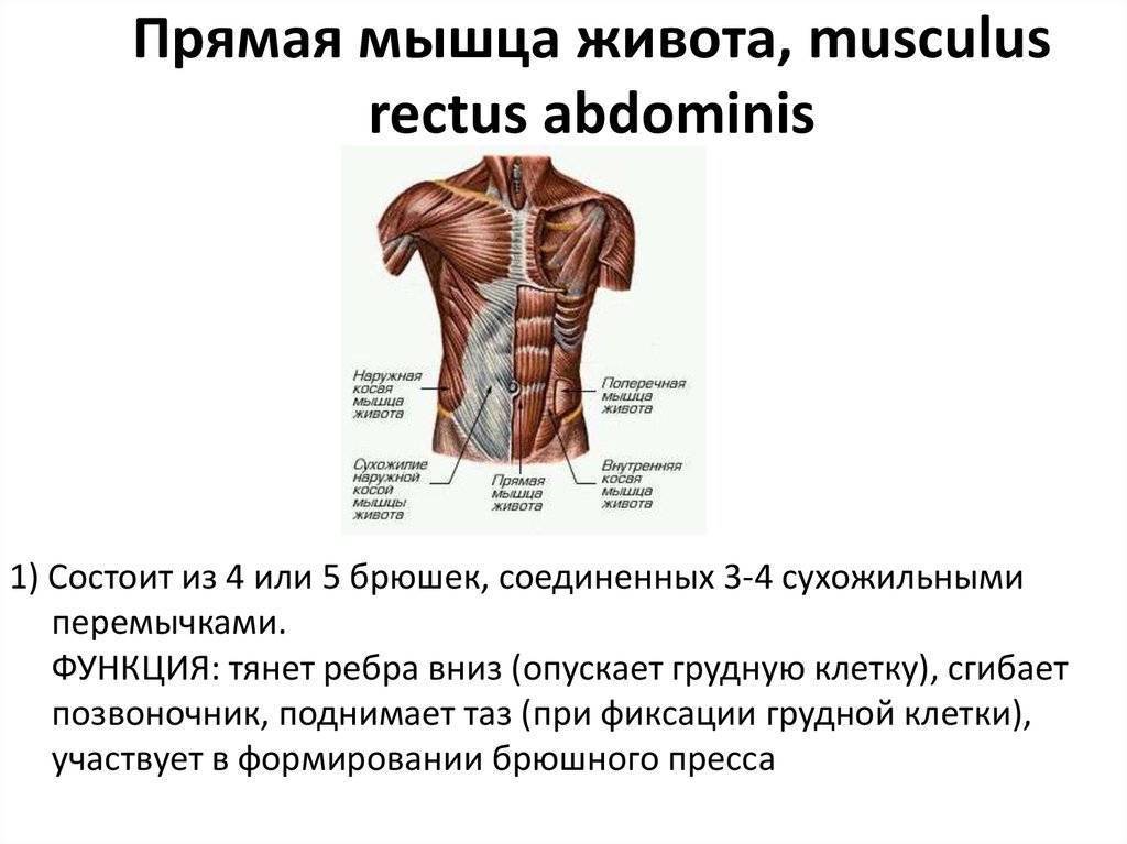 Мышцы живота человека | анатомия мышц живота, строение, функции, картинки на eurolab