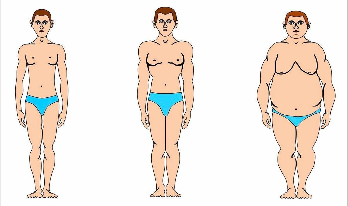 Как определить тип телосложения — эндоморф, эктоморф или мезоморф?