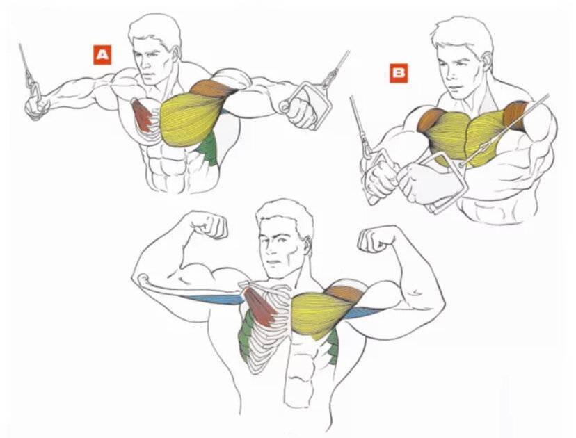 Как накачать нижнюю часть грудных мышц: рекомендации и упражнения