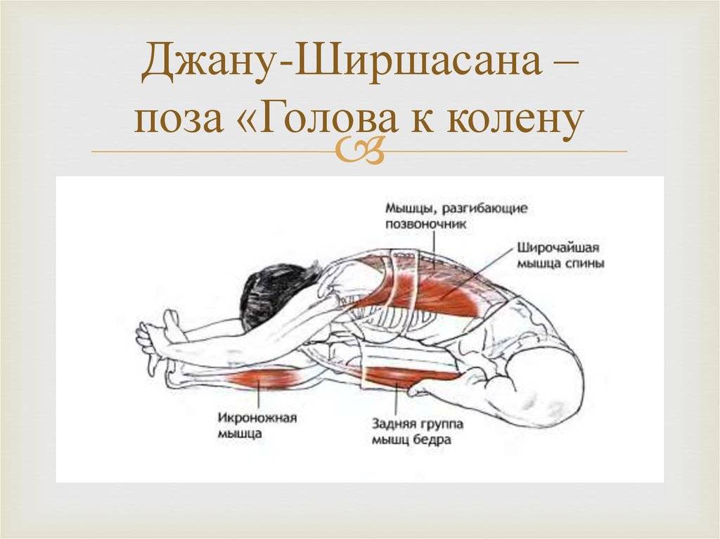 Уткатасана — поза стула. анатомия йоги