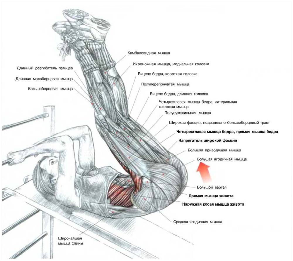 Подъем ног в упоре: какие мышцы работают, техника на пресс в тренажере на брусьях