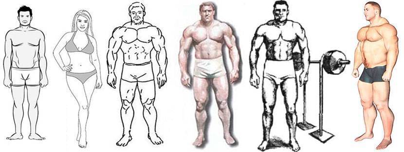 Программы тренировок для эндоморфа на похудение, рельеф и массу | rulebody.ru — правила тела
