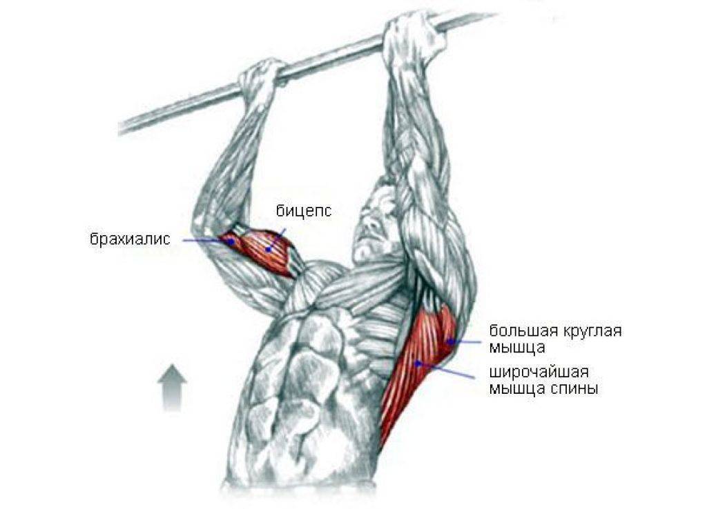 Подтягивания обратным хватом какие мышцы работают | foractivelife