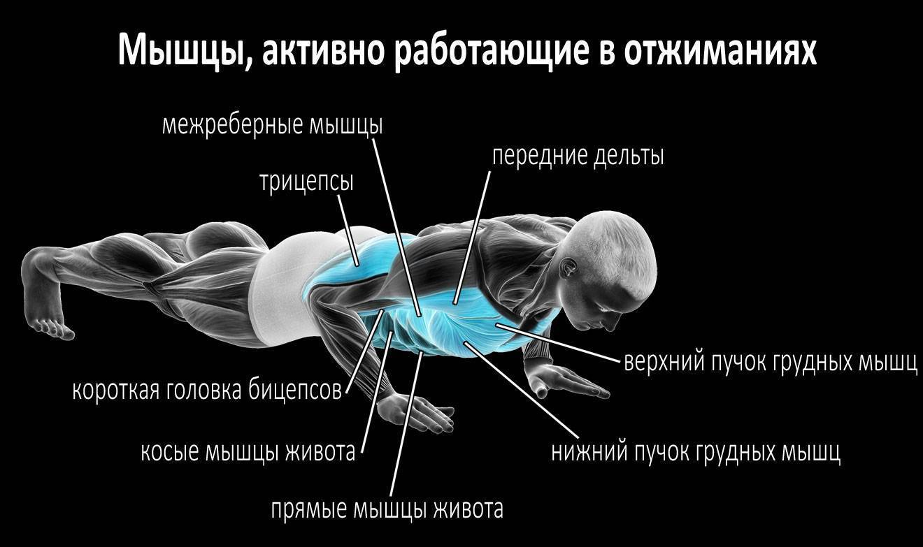 Отжимания на группы мышц в картинках