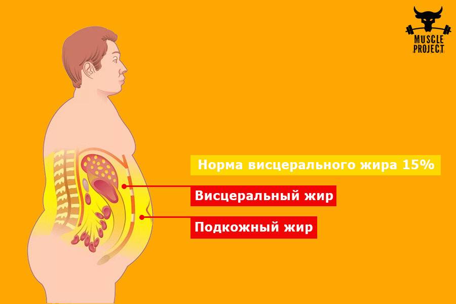 Знания о жировых клетках и теория ожирения — cmt научный подход
