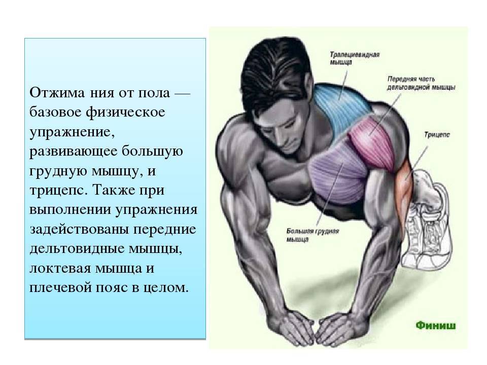 При отжимании какие работают мышцы: техника, рекомендации
