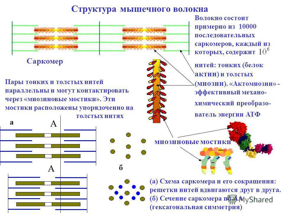 Схема сокращения саркомера