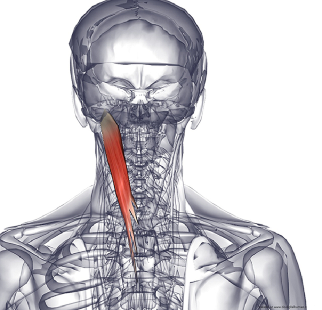 Главная мышца боли — где именно нужно массировать, чтобы перестала болеть голова?