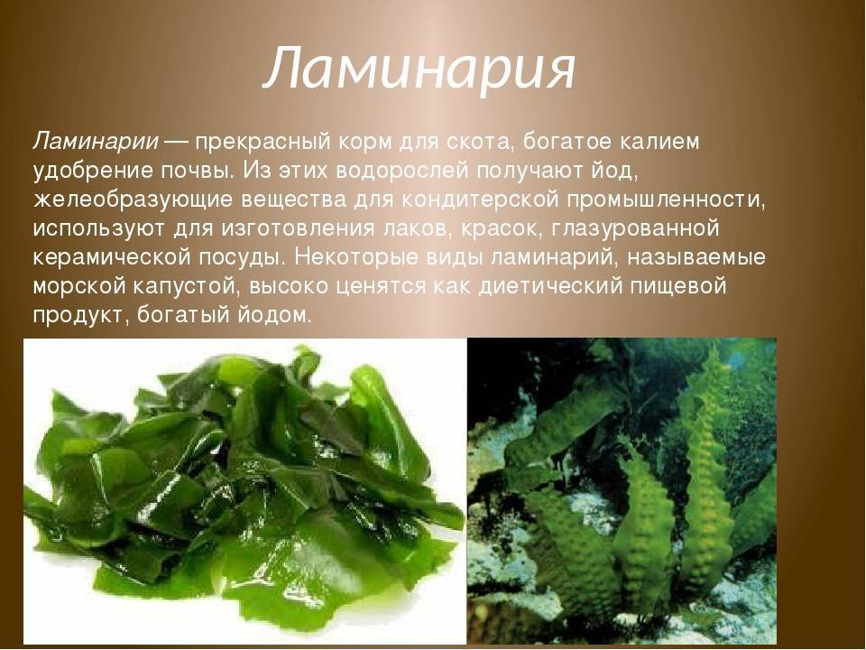 Строение спирогиры — типичного представителя отдела зеленые водоросли