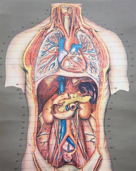 Пуп (пупок) человека | анатомия пупка, строение, функции, картинки на eurolab