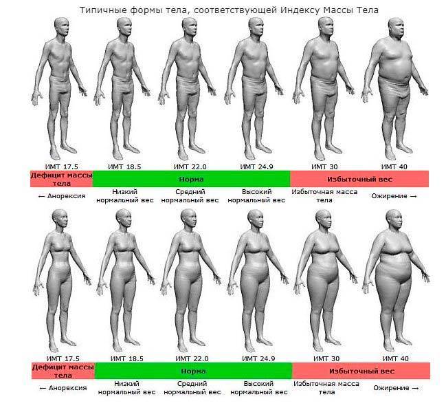 Процент жира в организме, как определить норму содержания для женщин и мужчин