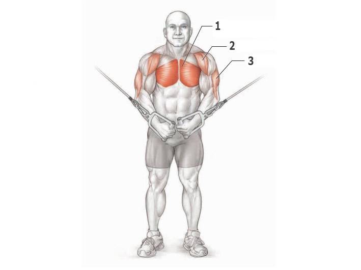 Верхние грудные мышцы: комплекс тренировок груди для мужчин и женщин