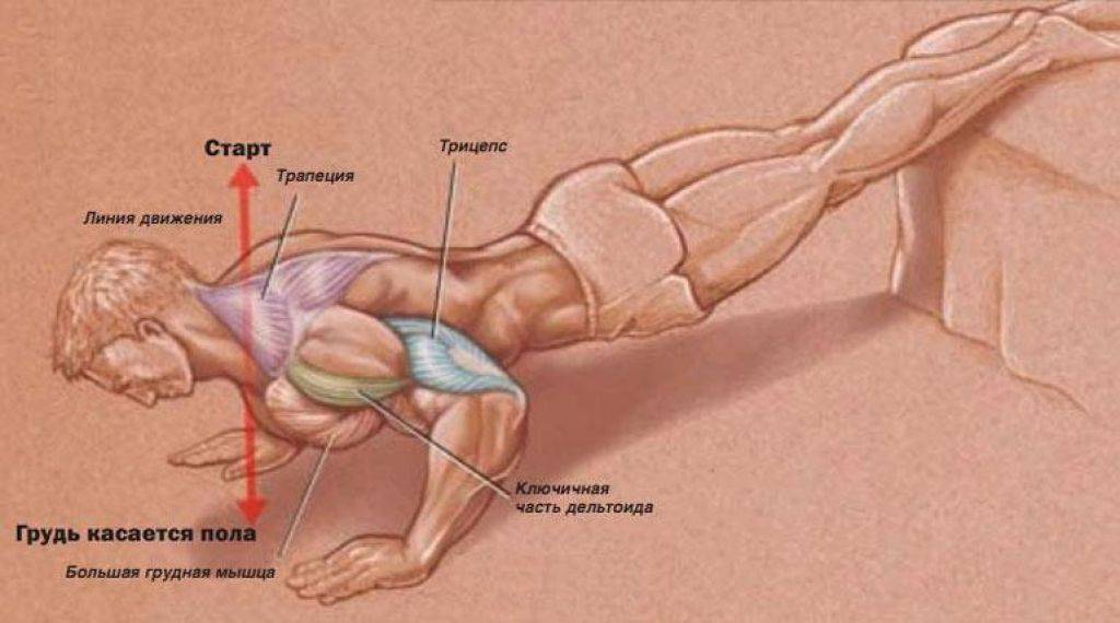 Как правильно отжиматься от пола, чтобы накачать грудные мышцы мужчинам