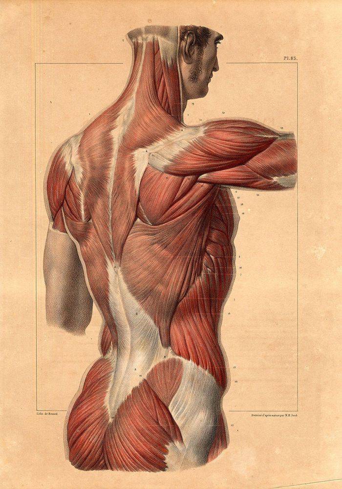 Анатомия мышц спины | строение мышц человека